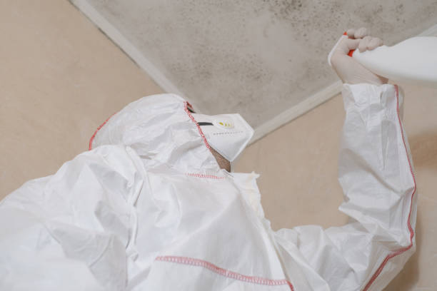 Why You Should Choose Our Mold Remediation Services in Harlan, IA